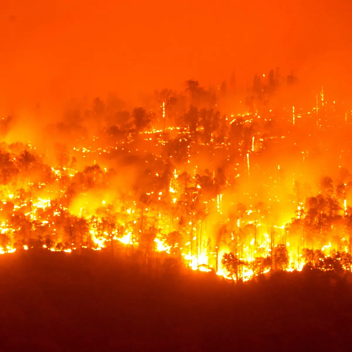 प्युठानमा वनको डढेलो बस्तीमा पस्दा ११ घर जलेर नष्ट