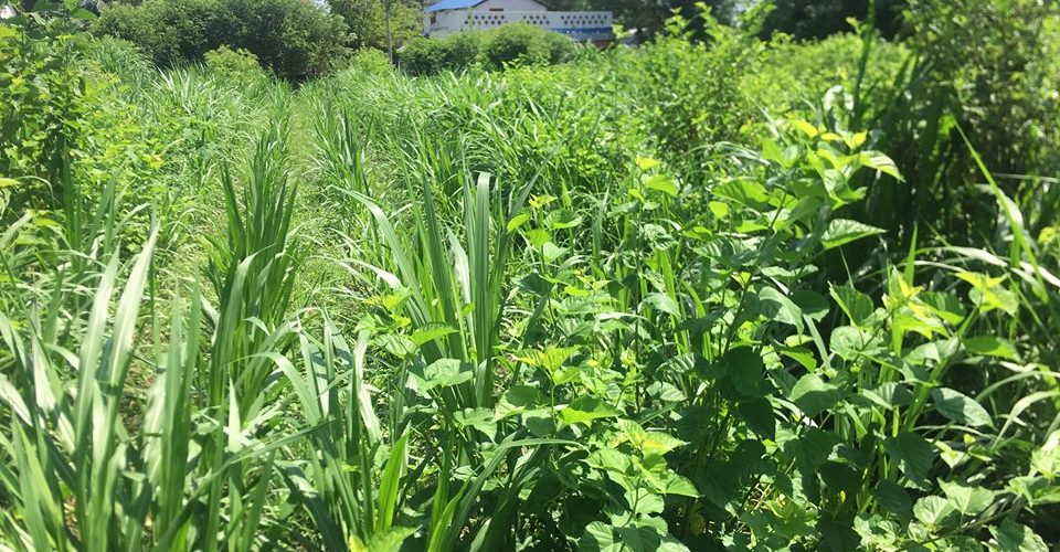 गौ संरक्षणका लागि घाँस रोपिने