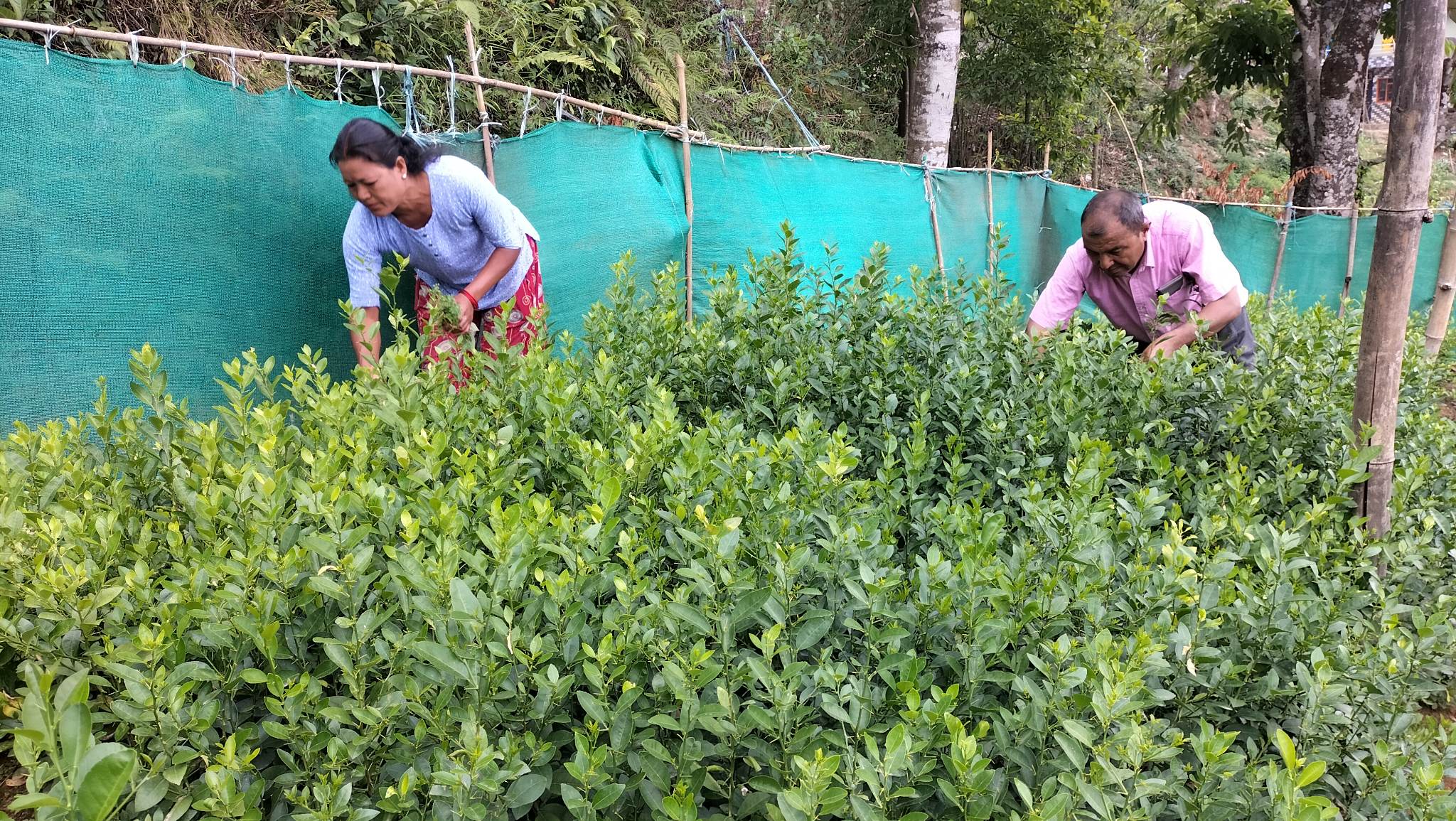 गुल्मीका नर्सरीमा उत्पादित बिरुवाहरुलाई बजारीकरणको समस्या