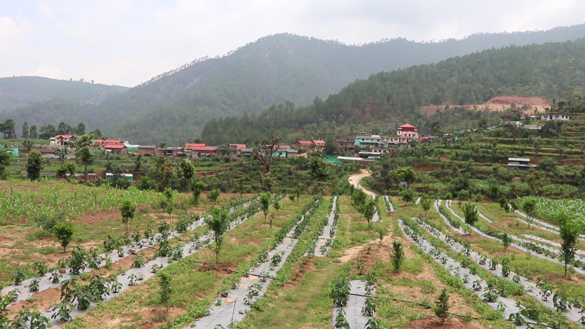 बजेटमा कृषिका नयाँ कार्यक्रमहरु