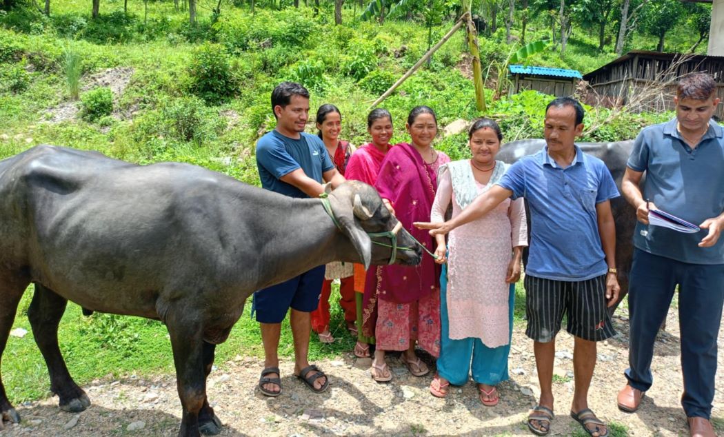 बंगलाचुली गाउँपालिकाद्वारा कृषकलाई मुर्रा राँगो वितरण: नस्लसुधारमा टेवा