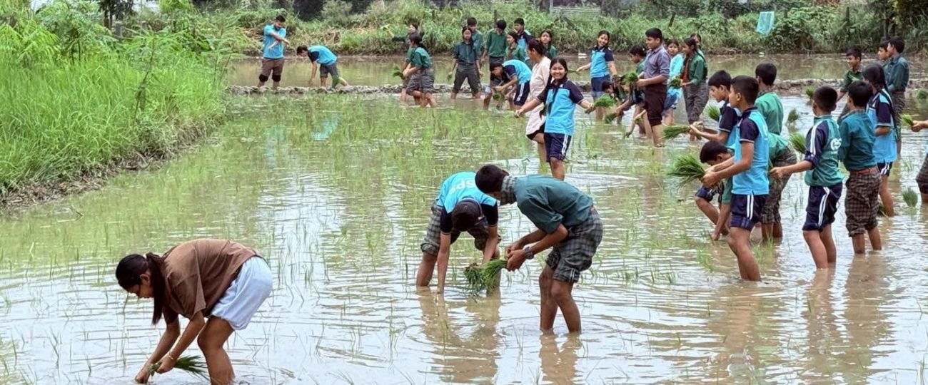 चितवनमा फरक शैलीमा मनाइयो राष्ट्रिय धान दिवस, विद्यार्थीलाई खेतमै धान रोप्न सिकाइयो