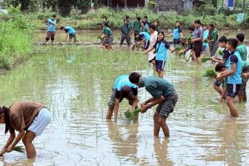 चितवनमा फरक शैलीमा मनाइयो राष्ट्रिय धान दिवस, विद्यार्थीलाई खेतमै धान रोप्न सिकाइयो