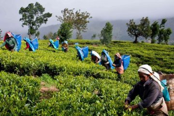 भारतको अघोषित अवरोधपछि पूर्वका चिया उद्योग बन्द, ६० हजारको रोजीरोटी संकटमा