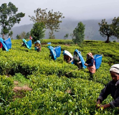 अर्थतन्त्र